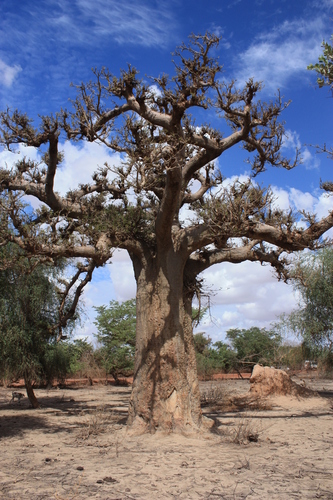 African baobab