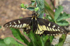 Papilio