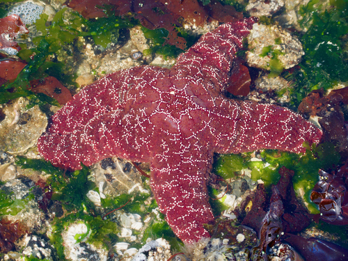 Ochre Sea Star, photo 5 of 9