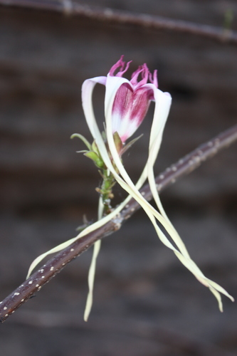 Strophanthus sarmentosus