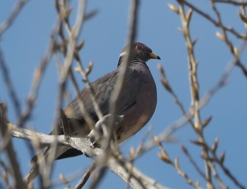 Band-tailed Pigeon (Patagioenas fasciata)