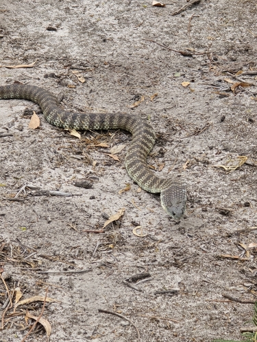 Tiger Snake sighting