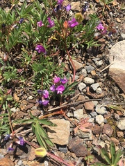 Astragalus vexilliflexus