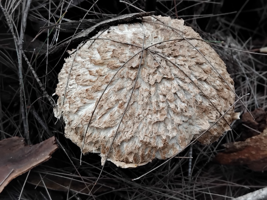 Boletellus dissiliens · January 2025 · photo: © sofiazed1 (iNaturalist, cc-by)