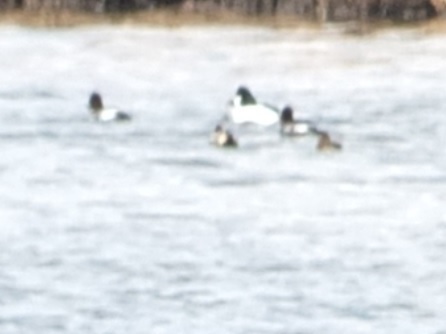 Common Goldeneye
