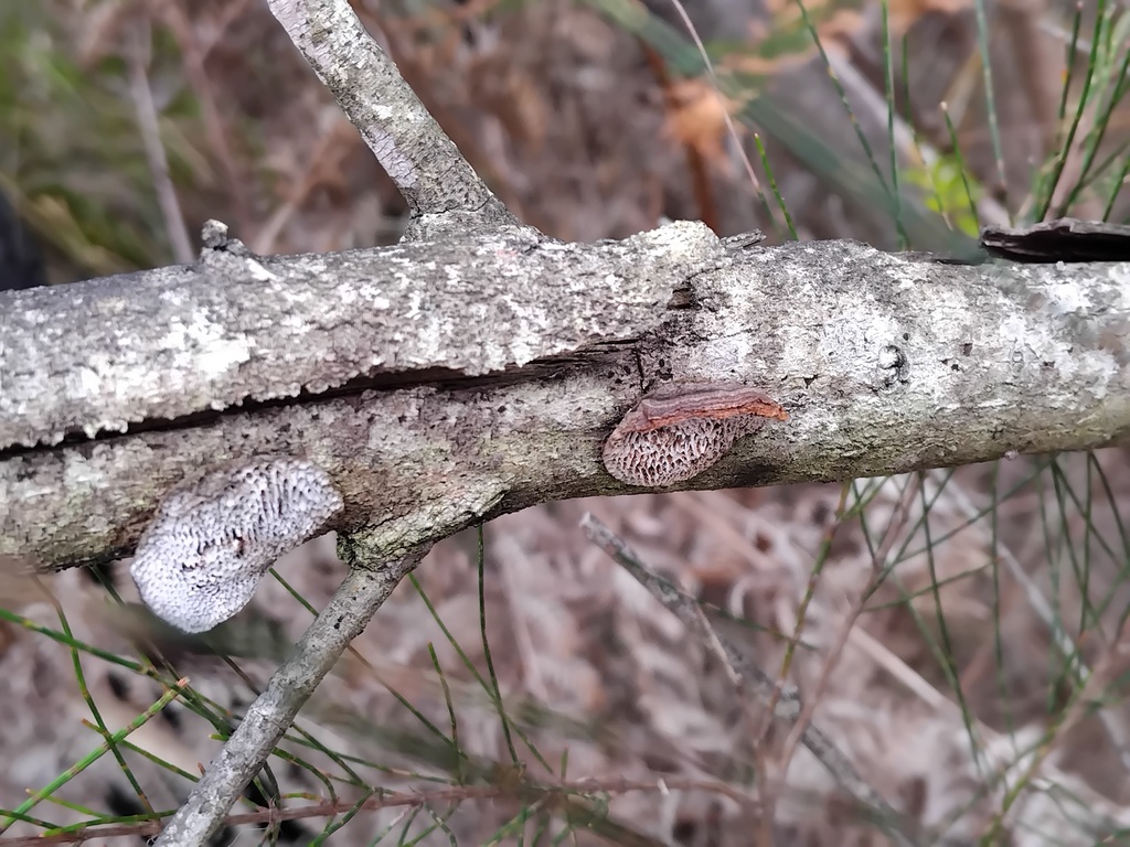 Phaeotrametes decipiens · January 2025 · photo: © sofiazed1 (iNaturalist, cc-by)