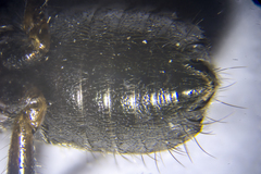 Prostemma albimacula