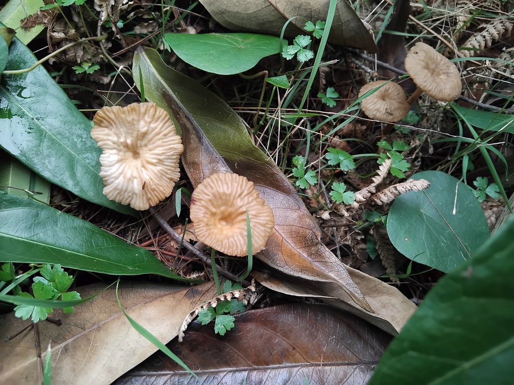 Collybia kurara · January 2025 · photo: © sofiazed1 (iNaturalist, cc-by)