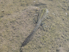 Pyxicephalus adspersus