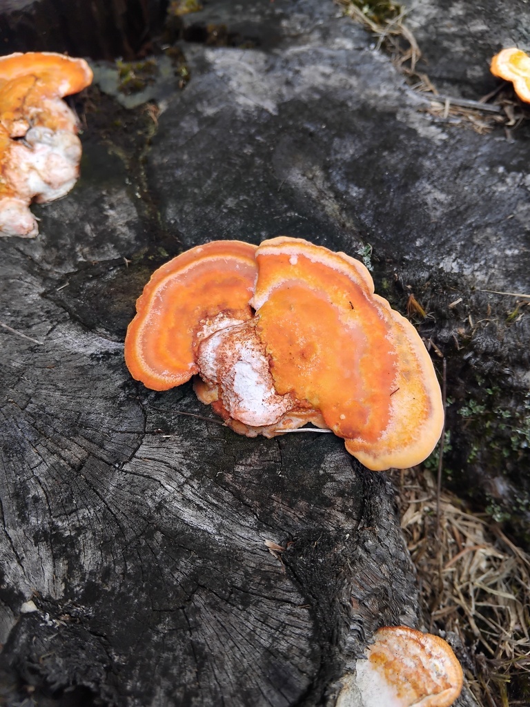 Trametes coccinea · January 2025 · photo: © sofiazed1 (iNaturalist, cc-by)