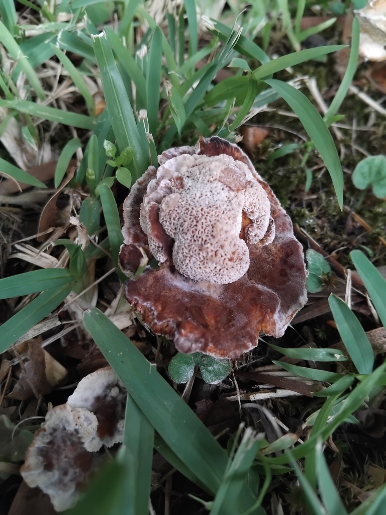 Abortiporus biennis · January 2025 · photo: © sofiazed1 (iNaturalist, cc-by)