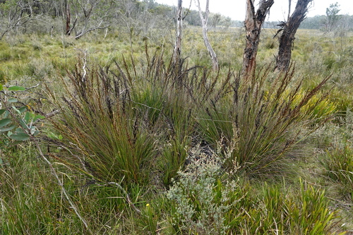 Bog Saw-sedge (Gahnia subaequiglumis)