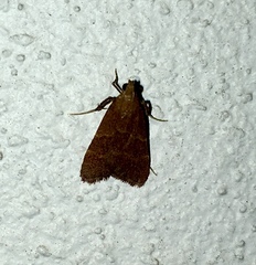Arta epicoenalis