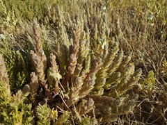 Chloropyron palmatum