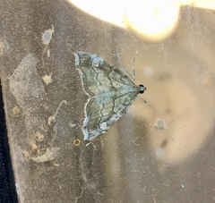 Scybalistodes periculosalis