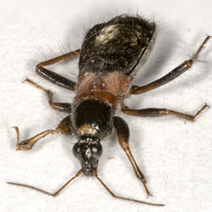 Prostemma albimacula