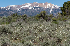 Perideridia parishii