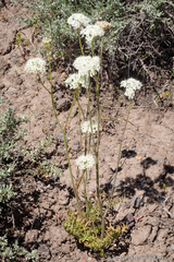 Perideridia parishii