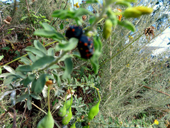 Murgantia histrionica