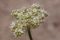 Perideridia parishii