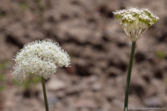 Perideridia parishii