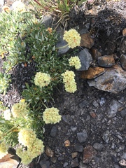 Eriogonum androsaceum
