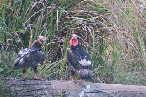 Red-headed Vulture