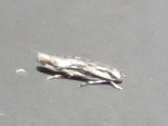 Melanocinclis lineigera