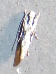 Melanocinclis lineigera