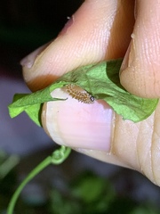 Disonycha quinquelineata