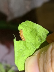 Disonycha quinquelineata