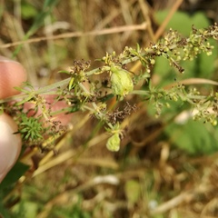 Aceria galiobia