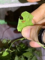 Disonycha quinquelineata