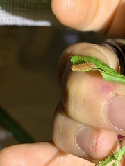 Disonycha quinquelineata