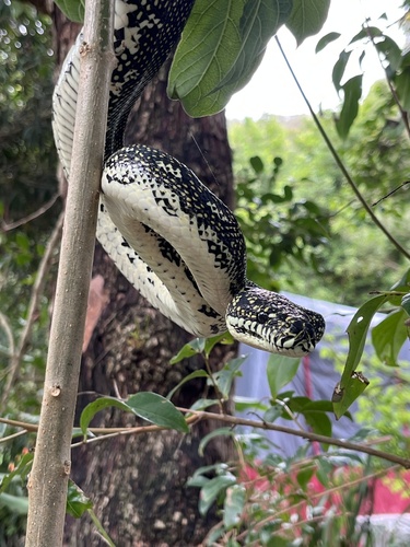 Diamond Python sighting