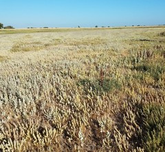 Chloropyron palmatum