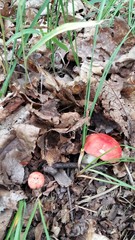 Russula alutacea