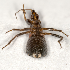 Prostemma albimacula