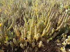 Chloropyron palmatum