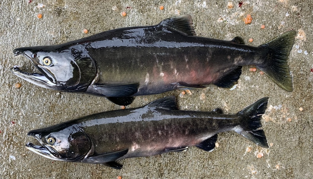 Pink × Chum Salmon