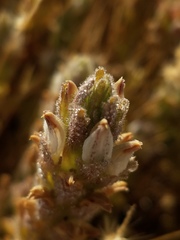 Chloropyron palmatum