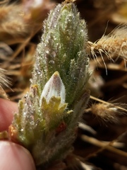 Chloropyron palmatum