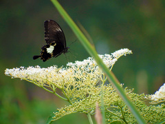 Papilio nephelus chaonulus