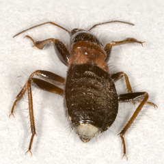 Prostemma albimacula