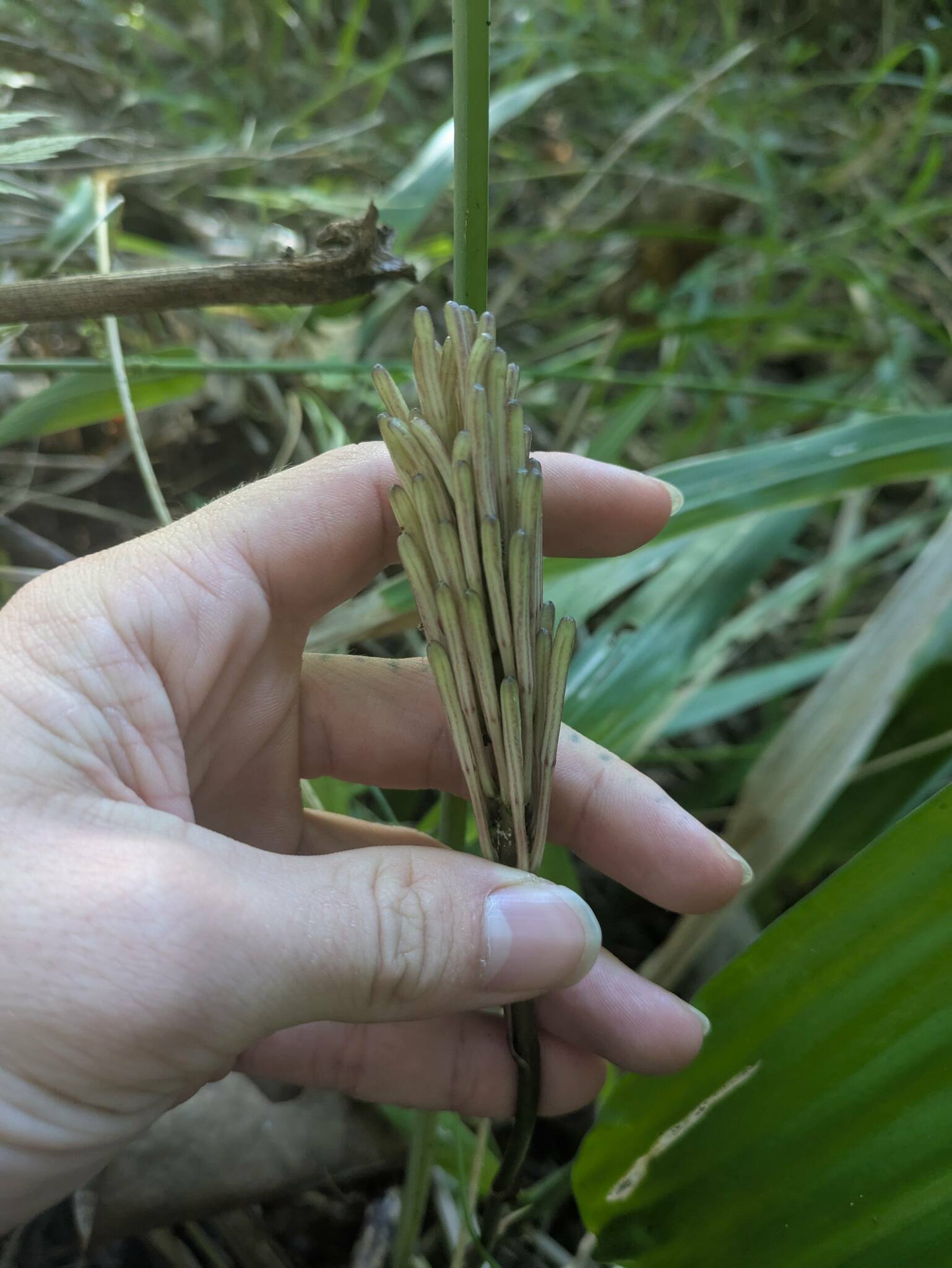 Imagem de Dracena
