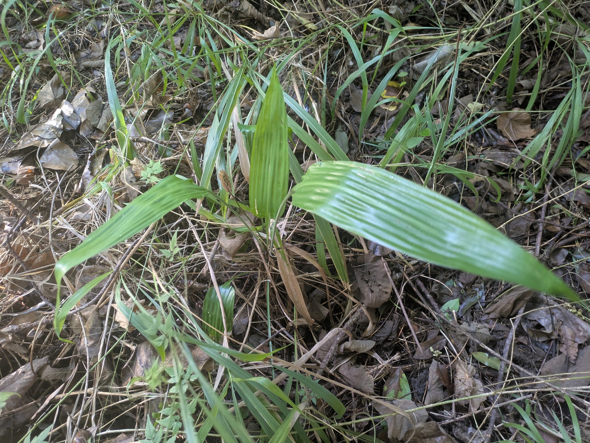 Imagem de Dracena