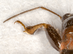 Prostemma albimacula