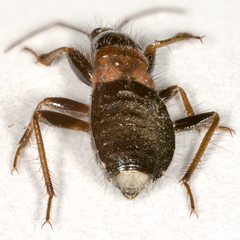 Prostemma albimacula
