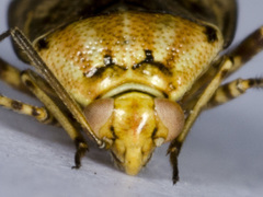 Lygus rugulipennis