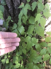 Toxicodendron radicans divaricatum